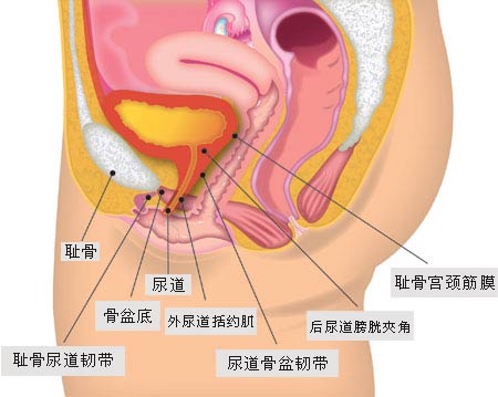 \u2014\u2014+喝完一大杯水你多久会跑<em>厕所</em>?