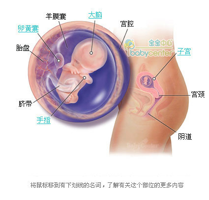 上海热线健康频道-- 胎儿发育全过程图片