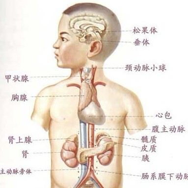 上海热线健康频道-- 如何判断甲状腺结节的良恶